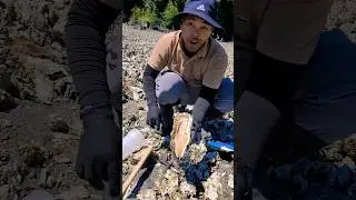THE BIGGEST OYSTER ON THE PLANET 