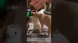 А вам кто больше нравится Федя шерстяной или Тихон лысый? #доброеутро #cat #смешнойкот #котыприколы