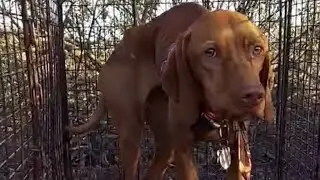 Trust the process: Babs Fry and Pet Recovery