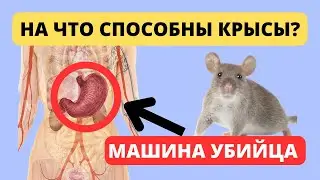 Насколько противен КРЫСЫ? Смертельный вид КРЫС