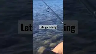 #trendingshorts #fishing #shore #shortvideo