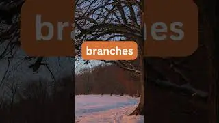 Parts of a tree in English 