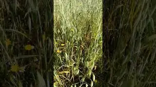 Ранее Утро в Горах
