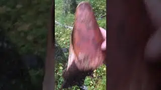 Манок на лося, естественный ☝️