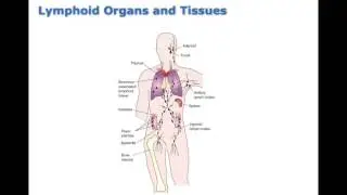 Chapter 15 Innate and Adaptive Immunity BIO216