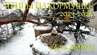 ПТИЦЫ НА КОРМУШКЕ-2023/2024, день №58(1)