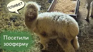 ВЛОГ. ПОСЕТИЛИ ЗООФЕРМУ В ВЯЗЬМЕ