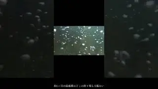 カラフトマスがいっぱい居る