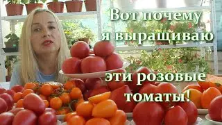 5 Самых урожайных!  Супер Розовые Томаты Низкорослые и Высокорослые для огорода и теплицы