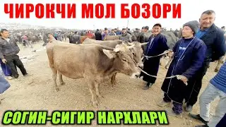ЧИРОКЧИ МОЛ БОЗОРИ СОГИН-СИГИР НАРХЛАРИ Chiroqchi mol bozori narxlari