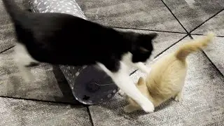 Hyper Cat