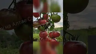 Не томат, а шедевр. Открытый грунт