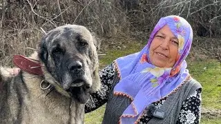 62-YEAR-OLD FEMALE SHEPHERD AND HER WONDERFUL KANGAL DOGS