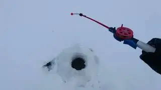 ХАРИУС в глухозимье ! 12.02.2023 г