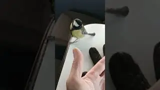 Синица в руках...пустил погреться