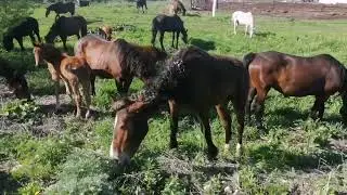 лошади на воле первый день лето
