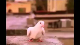 Missing Bird