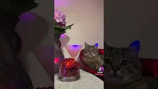 Кот Степан | ПОКА НА РАССЛАБОНЕ НА ЧИЛЕ