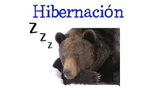 🐻 ¿Qué es la Hibernación? 💤 Y EJEMPLOS 😴 [Fácil y Rápido] | BIOLOGÍA |