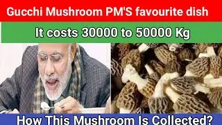 Gucchi Mushroom |most expensive mushrooms