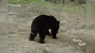 FaunaView: Jasper & Banff #2 (video_only)