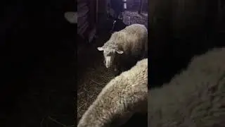 Примут ли овцы ягнёнка отказника?