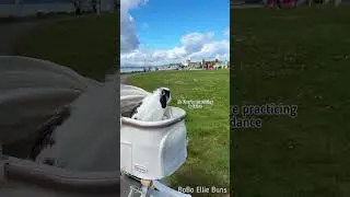 My Bunny's Adorable Reaction to a Dancing Crowd 💃 🕺