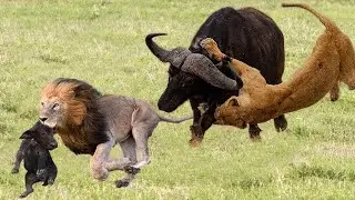 Two Lions steal baby Buffalo, Buffalo Mother detect and result could not be better