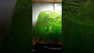 Bitkili Fanus Akvaryum - Değişim: 4. Ay - Planted Fish Bowl - 4 Month
