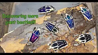 Discovering more giant blue flower beetles!