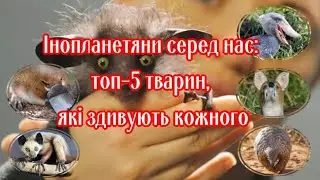 Інопланетяни серед нас топ 5 тварин, які здивують кожного