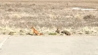 🦊 Чукотка / Чукотские Лисы / Угольные Копи / Анадырь