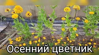 Осенний цветник у нашей соседки.