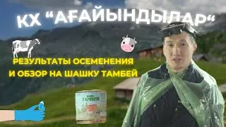 Шашка Тамбей | Результаты искусственного осеменения в КХ 