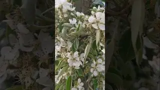 Do you know this flower? 