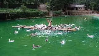 Harvest snails for DUCKS to eat and Calming Swim with Pet DUCKS | Castrate Pigs