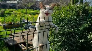 How a Stray Cat I've Known for 5 Years Greets Me Every Time