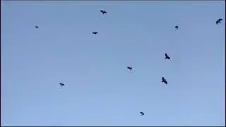 электронный манок носимый