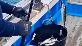 Discover the hidden Fishing experience in Whitby
