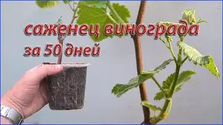 Как из черенка винограда, вырастить саженец за 50 дней.