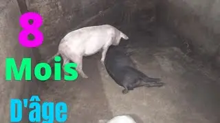 Attention à ces deux erreurs en élevage