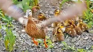 Heartwarming Reunion 💞 Mom Returns to 13 Ducklings Who Waited Faithfully 🐤🦆