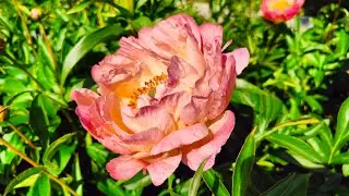 Лучший коралловый пион для Подмосковья 