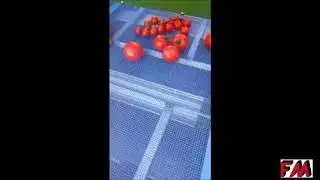 GreenBlow -  Fruit & Veges drying