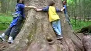 A Tree at Joyce Kilmer National Forest