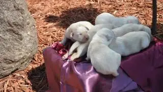 NAUJA VADA (NEW LITTER)!!! Labrador retrievers