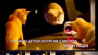 Как поживают наши котята. Люсиным деткам 2 месяца. Реальные пацаны.#люблюнемогу  МЫ и НАШИ***Америка