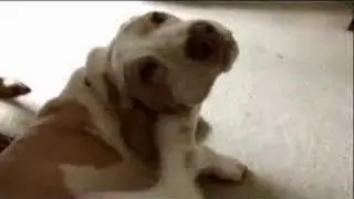 Zune ad: Dog Scratch with DJ T-Rock
