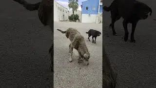 Meet Lisa 46 - Homeless dogs Greece 2024 - rapid interventions. #animals #dog #homeless #helpdog