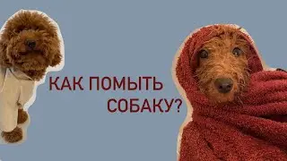 мальтипу / как помыть собаку?